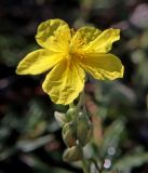 Helianthemum nummularium