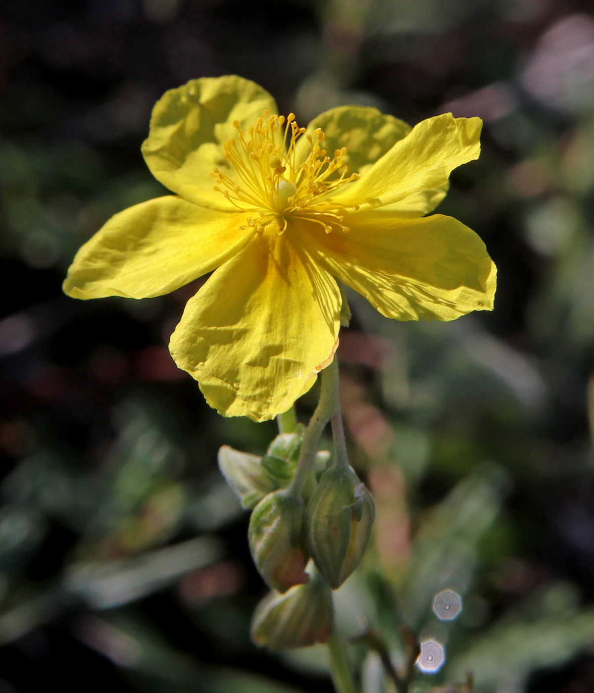 Image of Helianthemum nummularium specimen.