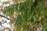 Taxodium distichum. Верхушка ветви с микростробилами. Египет, мухафаза Каир, г. Каир, в культуре. 08.05.2023.