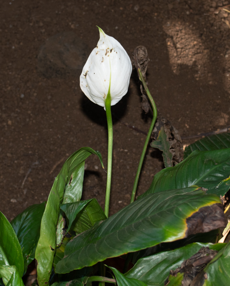 Изображение особи род Spathiphyllum.