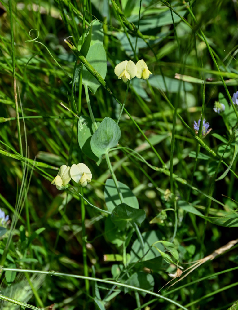 Изображение особи Lathyrus aphaca.