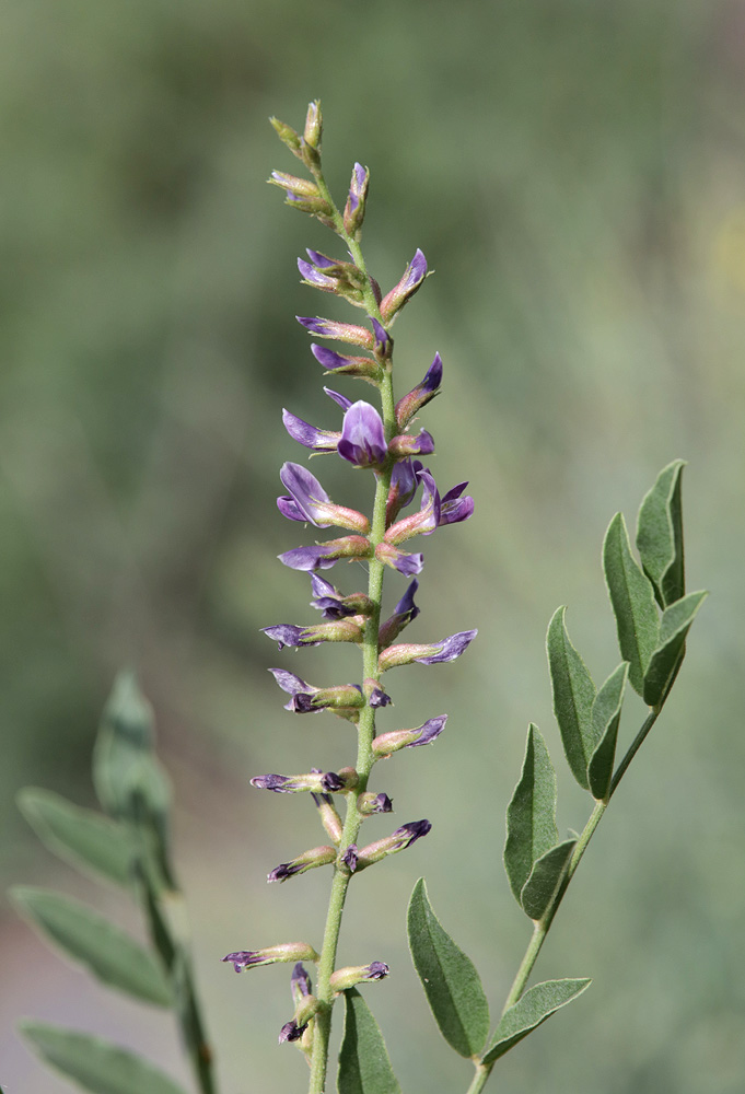 Изображение особи Glycyrrhiza glabra.