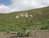 Astrodaucus orientalis. Цветущее растение. Дагестан, Докузпаринский р-н, окр. с. Куруш, долина р. Чехычай, мелкощебнистый склон. 26 июня 2023 г.