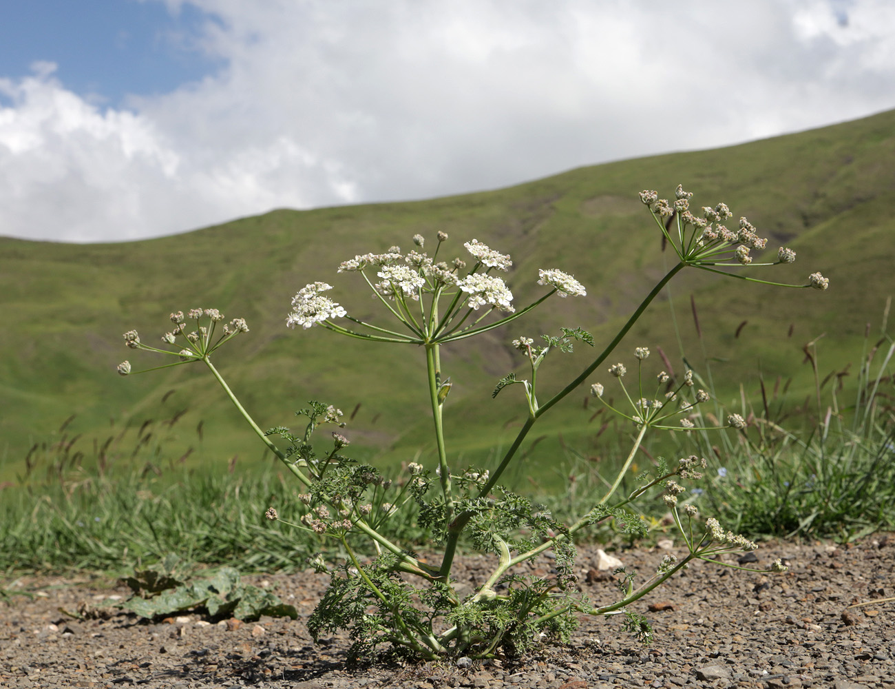 Изображение особи Astrodaucus orientalis.