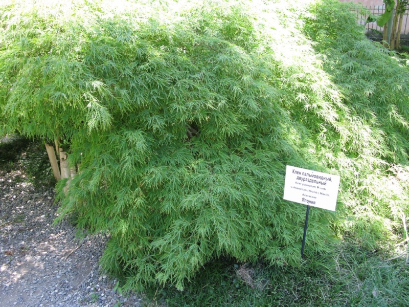 Image of Acer palmatum specimen.