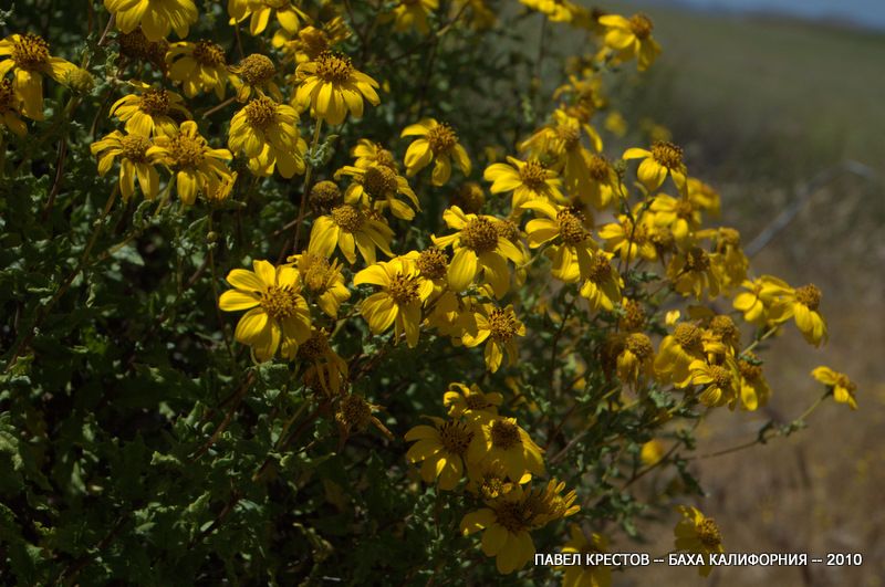 Image of Encelia californica specimen.