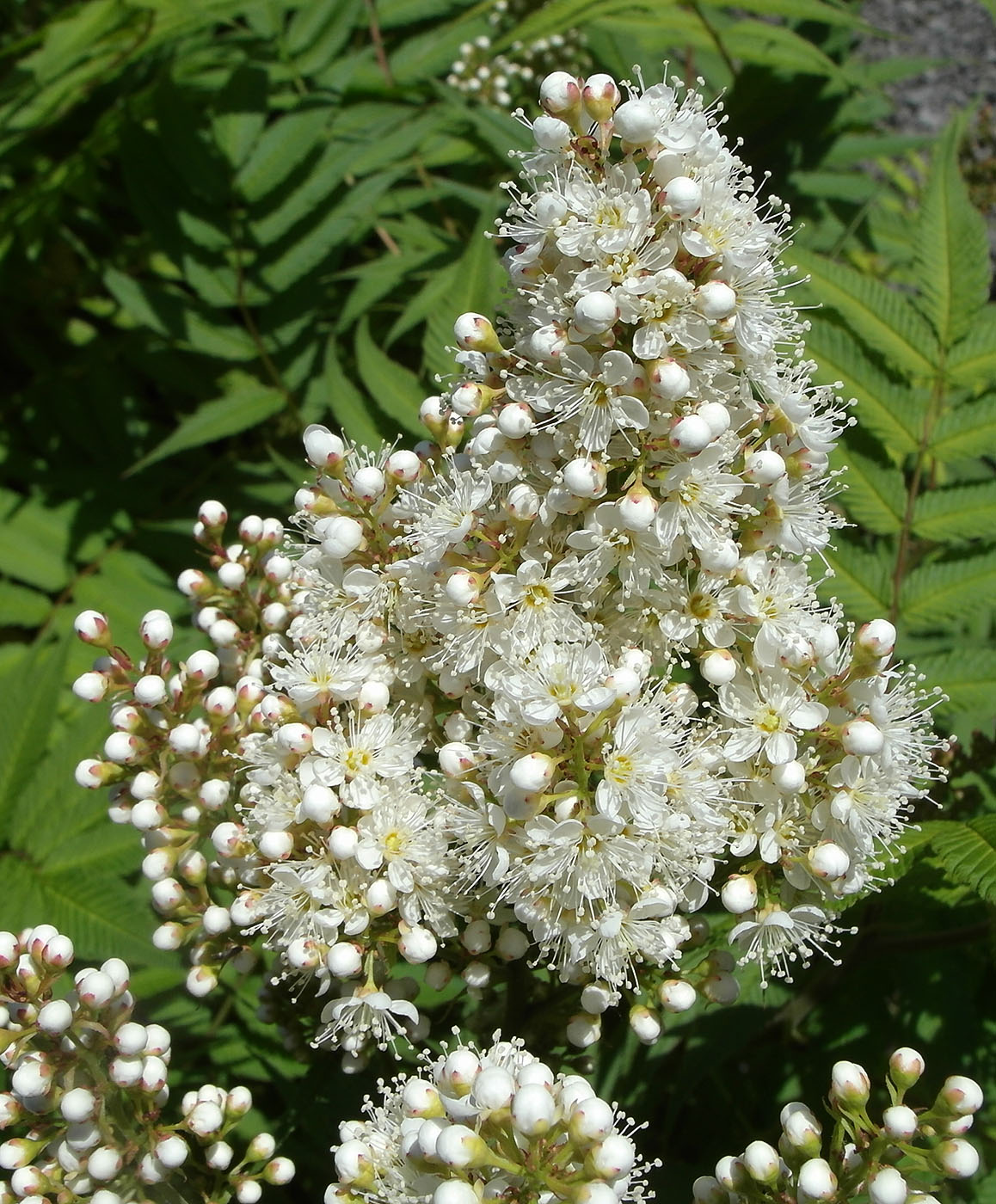 Изображение особи Sorbaria sorbifolia.