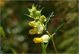 genus Rhinanthus