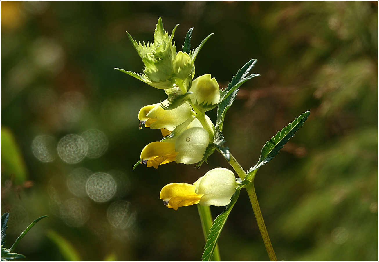 Image of genus Rhinanthus specimen.