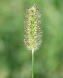 Setaria pumila