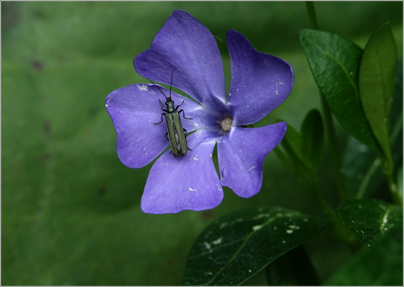 Image of Vinca minor specimen.