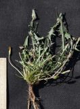 Taraxacum bessarabicum