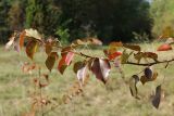 Pyrus pyraster