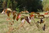 Pyrus pyraster. Ветвь с листвой в осенней окраске. Ленинградская обл., Ломоносовский р-н, окр. Шепелёвского маяка; п-ов Каравалдай, побережье Финского залива, сухой разнотравно-злаковый луг на поляне среди смешанного леса, на опушке. 23.09.2023.