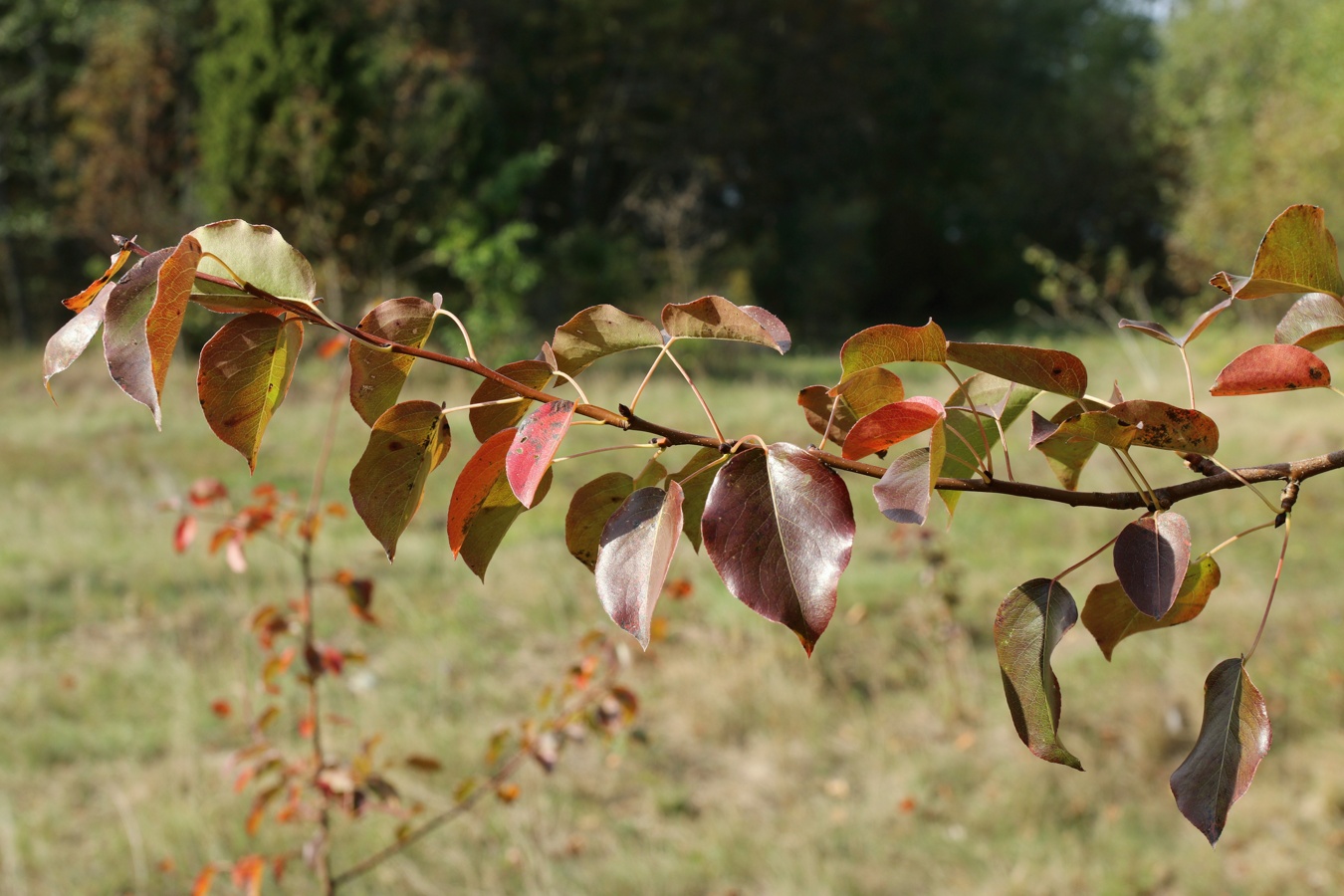 Image of Pyrus pyraster specimen.