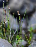 Equisetum variegatum