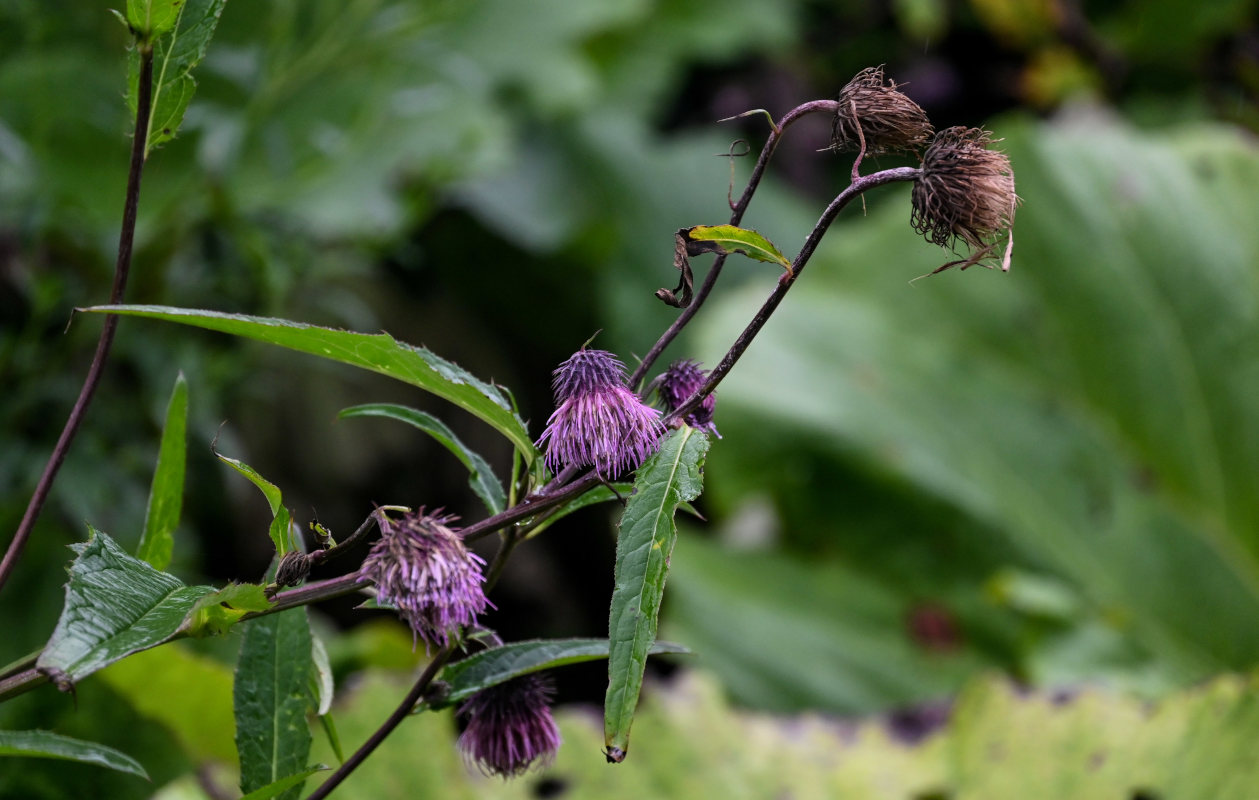 Изображение особи Cirsium weyrichii.
