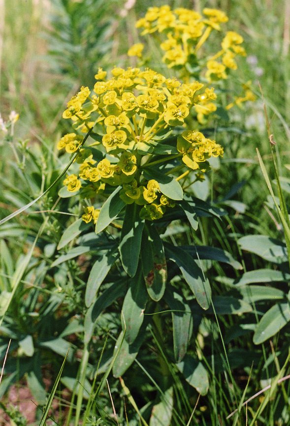 Изображение особи Euphorbia agraria.