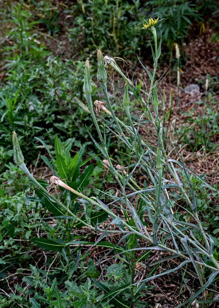 Изображение особи род Tragopogon.