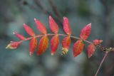 Rhus coriaria. Лист в осенней окраске. Краснодарский край, г. Новороссийск, Маркотхский хр., окр. м. Шесхарис, можжевеловое редколесье. 02.12.2023.