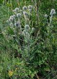 Echinops sphaerocephalus. Расцветающее растение. Оренбургская обл., Кувандыкский гор. округ, окр. г. Кувандык, луговой склон. 06.07.2023.