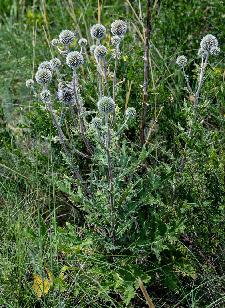 Изображение особи Echinops sphaerocephalus.