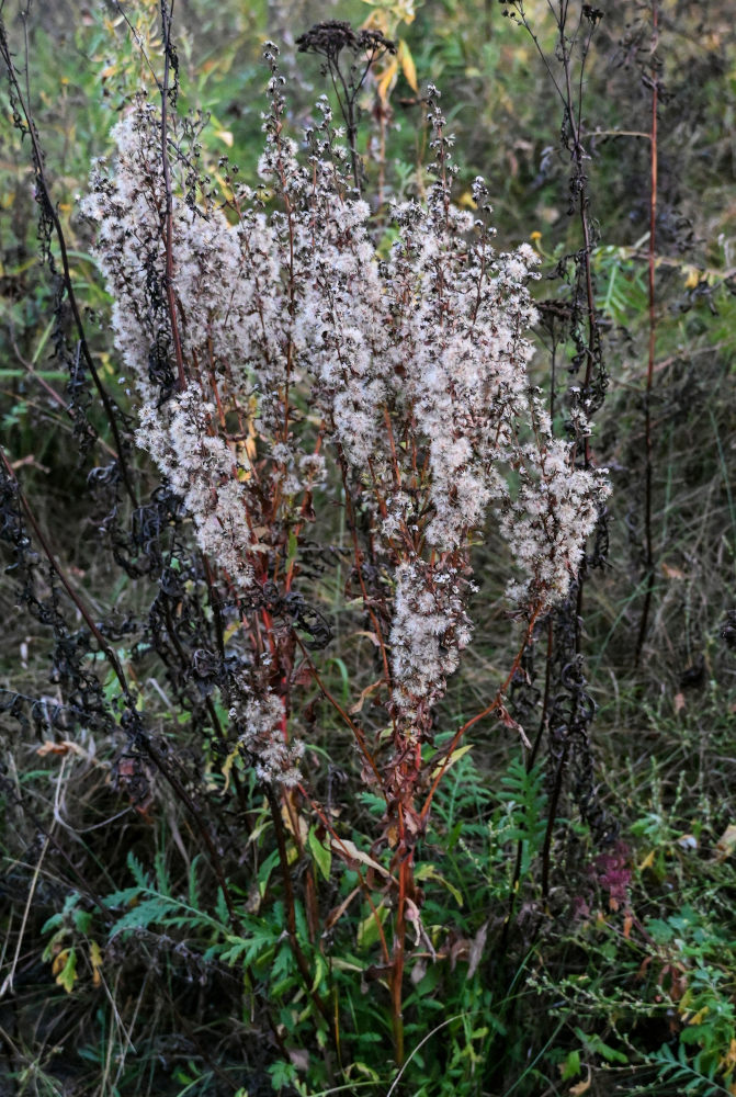 Image of Solidago virgaurea specimen.