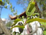 Lonicera tatarica