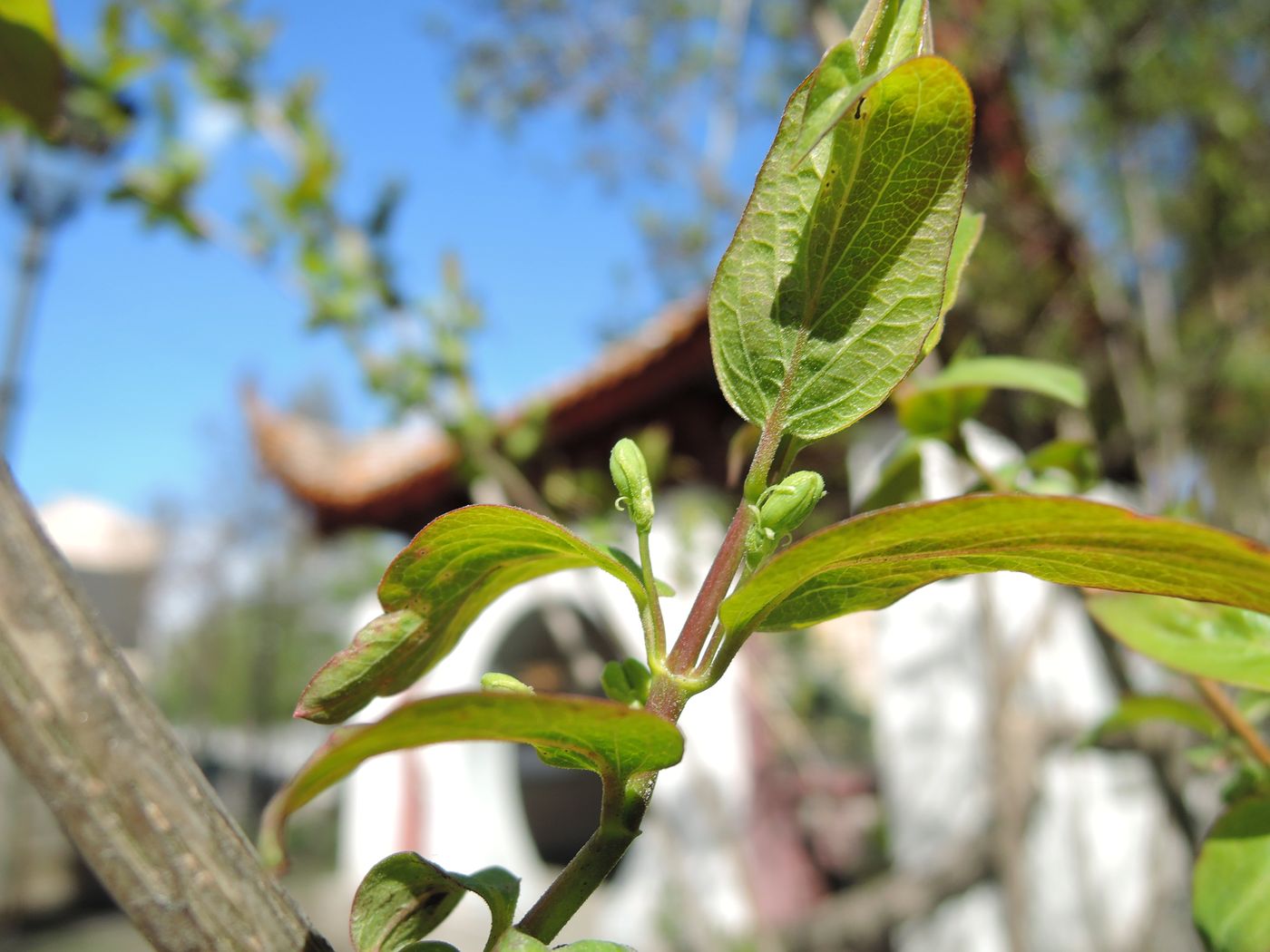 Image of Lonicera tatarica specimen.