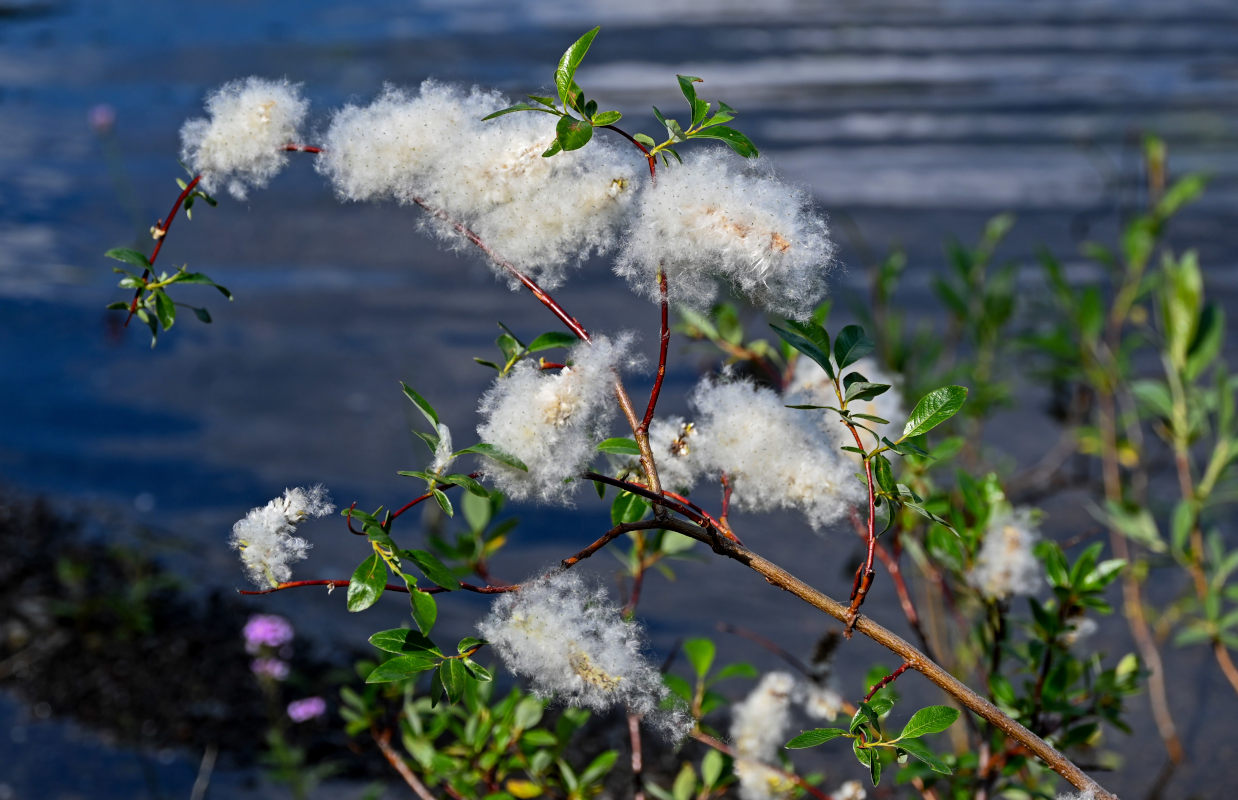 Image of genus Salix specimen.