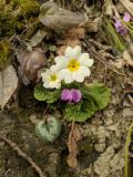 Primula vulgaris. Цветки (внизу - цветок Cyclamen). Краснодарский край, городской округ Сочи, Хостинский р-н, у дороги к Ореховскому водопаду, обрывистый склон. 14.02.2024.