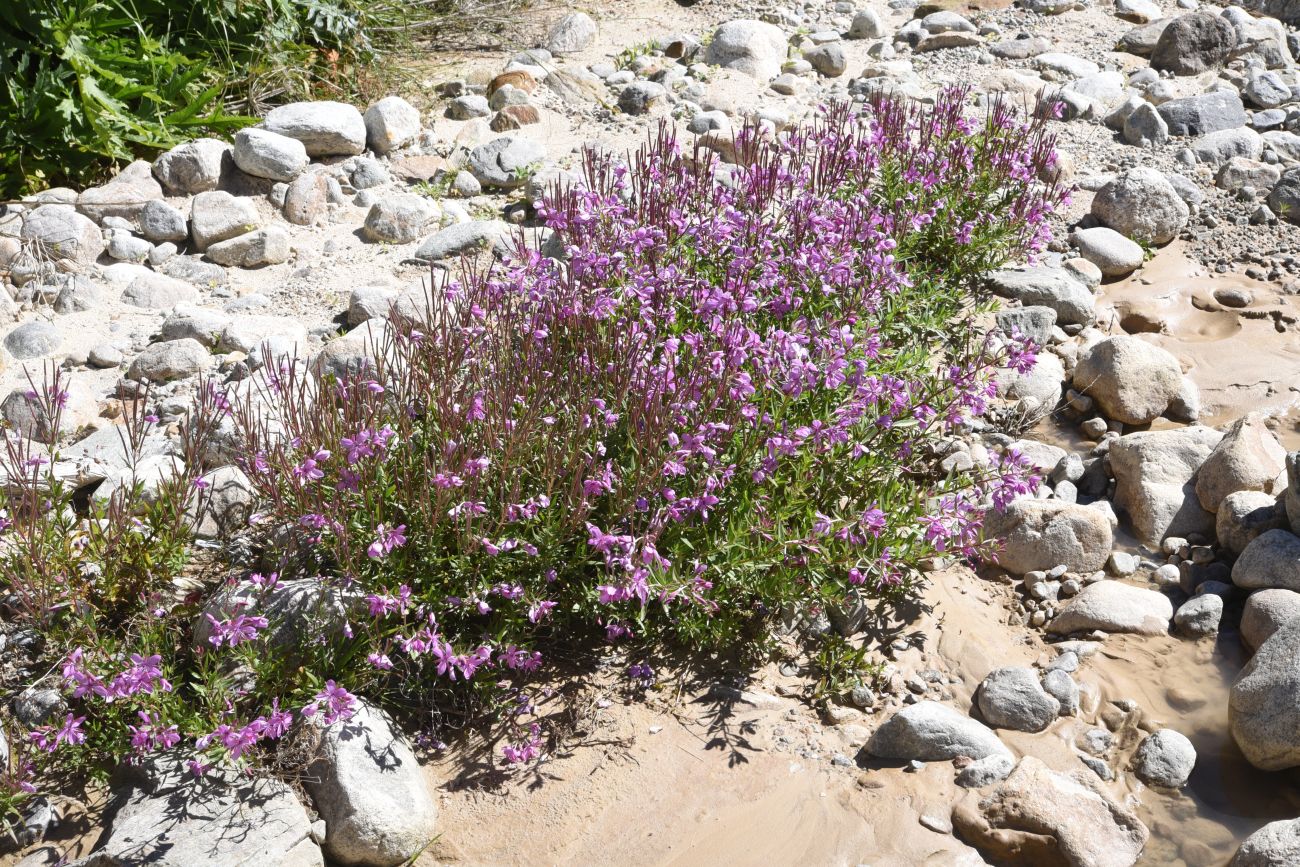 Image of Chamaenerion colchicum specimen.