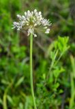 Allium microdictyon