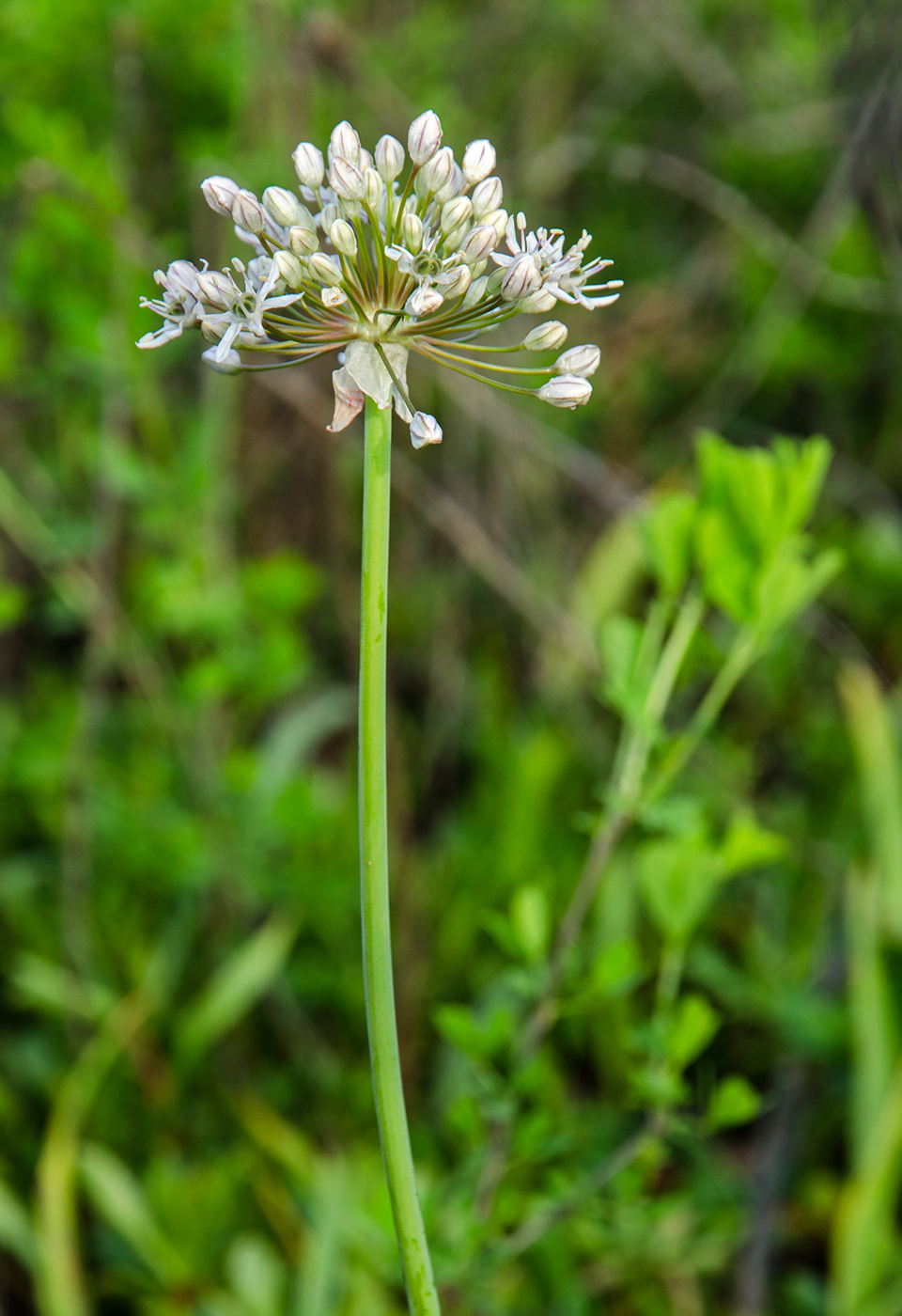Image of Allium microdictyon specimen.