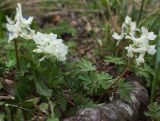 Corydalis malkensis