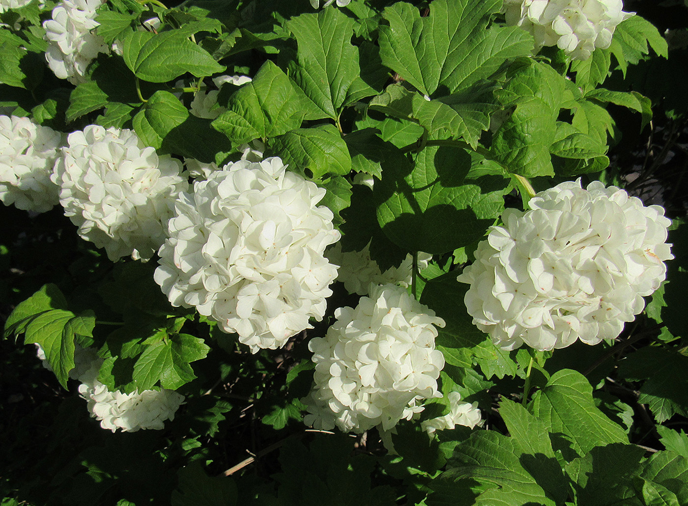 Image of Viburnum opulus f. roseum specimen.