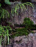 Pteris multifida
