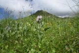 Centaurea cheiranthifolia
