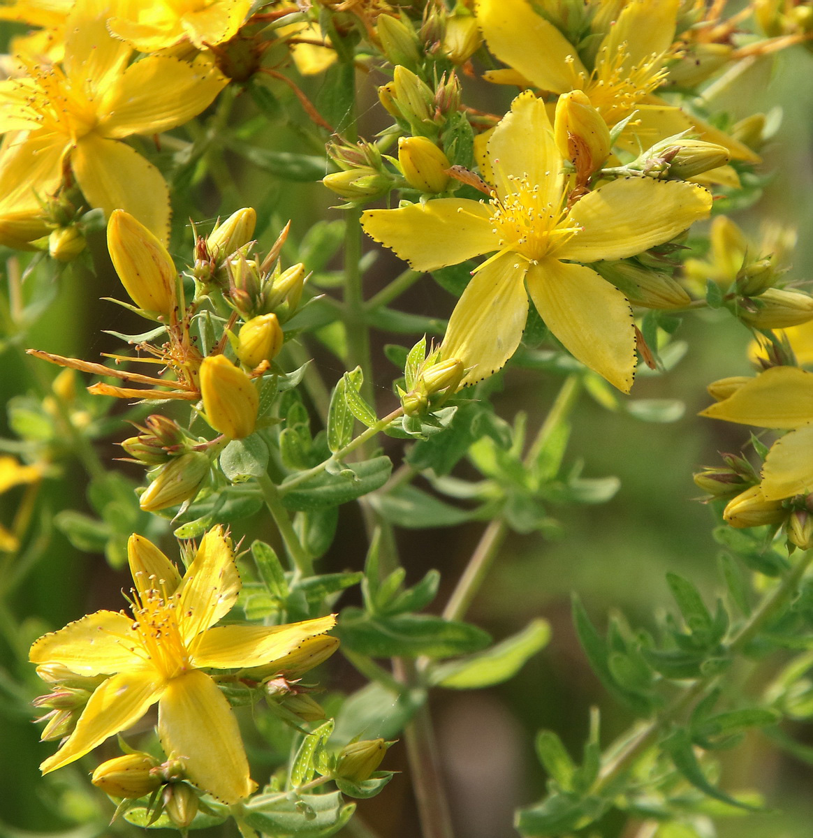Image of Hypericum perforatum specimen.