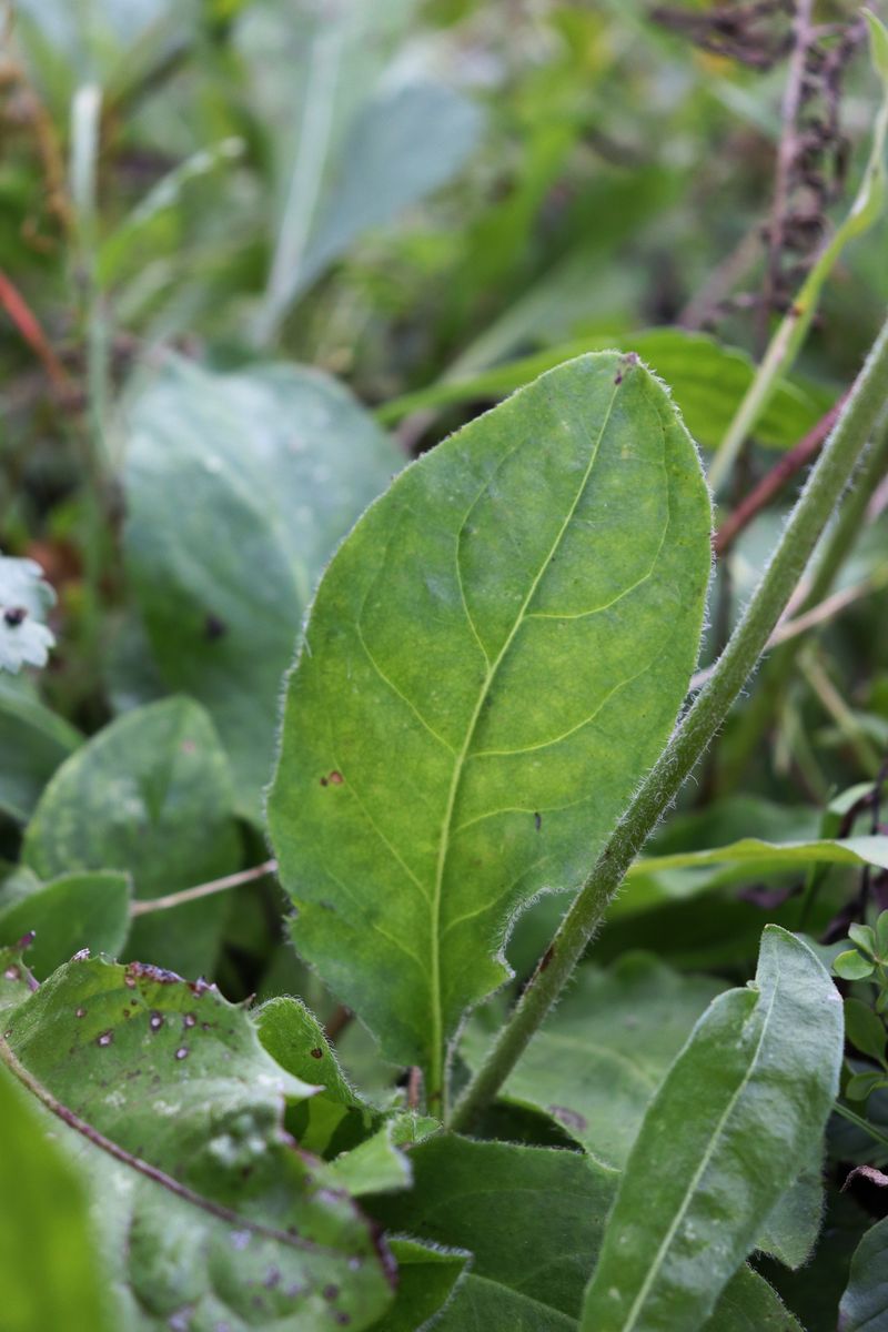 Image of Crepis praemorsa specimen.