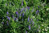 Vicia cracca