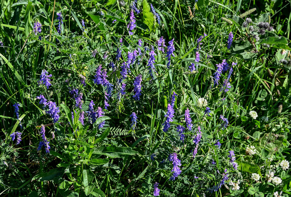 Изображение особи Vicia cracca.