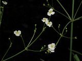 Alisma plantago-aquatica
