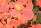 Cotinus coggygria