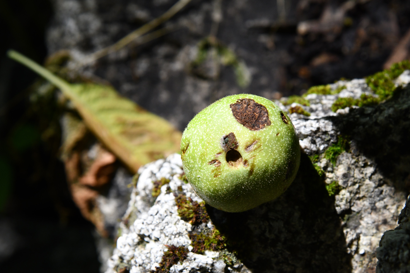 Image of Juglans regia specimen.