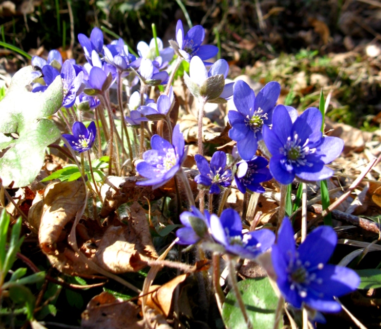 Изображение особи Hepatica nobilis.