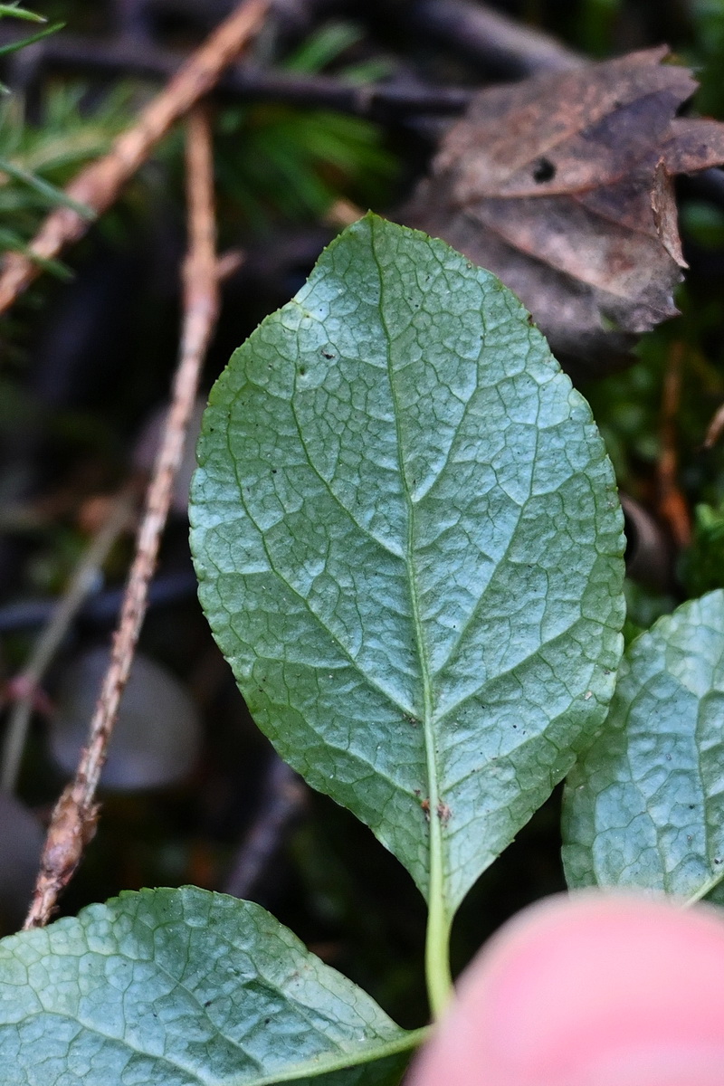 Изображение особи Orthilia secunda.