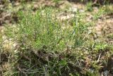 genus Arthrophytum
