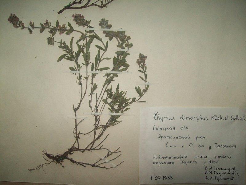Изображение особи Thymus &times; dimorphus.