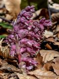 Lathraea squamaria